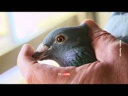 Racing Pigeon - Selection Is the Foundation of Success!