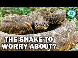 We Held America's Most DANGEROUS Snake to Prove THIS