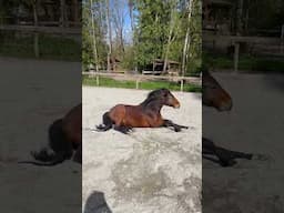 Momo Caught A Boogie Fever! 🕺🪩 #horses #shortsfeed #funny