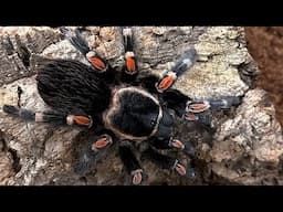 Spider appreciation at The Toronto Zoo