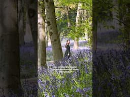 Bluebell walk just one hour from London #visitlondon #my_ldn