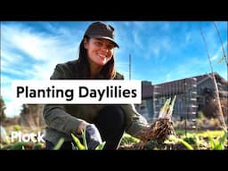 All About DAYLILIES — Ep. 303