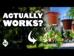 Grow Tomatoes Upside Down With This Simple Method 🍅