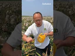 What is a pineapple? #food #fyp #foryou #shorts #tiktok #viralvideo #satkahon