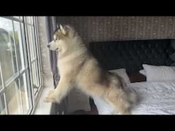 Howling Guard Dogs React To Seeing Their Ever So Long Lost Dad!