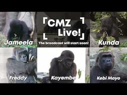 CMZ Live!
