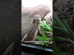 Things that happen when you go bioactive #bioactivevivarium #bioactive #exoticpets #reptiles #pets