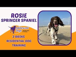 Rosie the Springer Spaniel | 3 Weeks Residential Dog Training