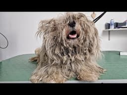 🔴 One More Live Today Neglected Dogs Full of Ticks
