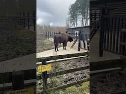 This animal was once extinct in the wild