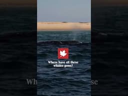 Where have all these whales gone?