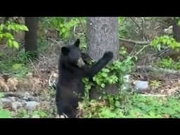 Momma Bear and Yearling Cub Visit! #wildlifephotography #naturelovers