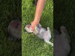 Cute French Bulldog puppy gets all the belly rub love! 🐾