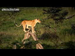 The Safari Series - Lolldaiga Conservancy!
