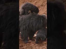 Bear In Mind: Kota's Wild Bears | Sloth Bears of Chambal | Teaser | @RoundglassSustain #Shorts