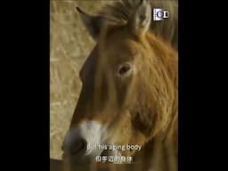 A fight between the old horse king and its challenger has become unavoidable | China Documentary