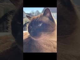 A Tribute To Simon - Farewell To A Friend