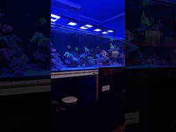 CLEAR WATER AQUATICS MARINE DISPLAY | FULL SHOP TOUR THIS SUNDAY