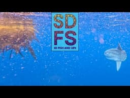 First Offshore Fishing 2025 Season | Bluefin Tuna & Kelp Paddy Yellowtail Search | Freedom Boat Club