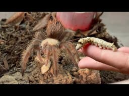 Convincing my spiders to eat $50 caterpillars