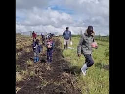 Our #family came together to plant this years #maize and #beans #shorts #shortvideo