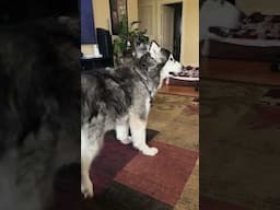 When you get your #malamute a bear bell because a groundhog family shares your backyard. 🥹