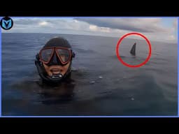 When Sharks Go On A Rampage Caught On Camera!