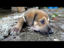 Puppies In Danger Under House Rescued by Rescuers at Work!
