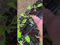 Where will I plant all this? 🌱Hardening off my seedlings #gardening #growingvegetables #latebloomer