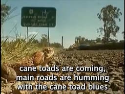 Cane Toads An Unnatural History - Official Lyric Video