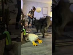 "Fearless" Dog Level: IMMOVABLE OBJECT! 🐶😂