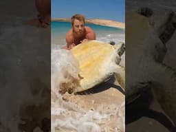 Stuck Sea Turtle on Remote Island