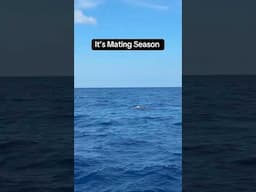 It’s Sea Turtle Mating Season!