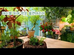 [4K]테이블 위 자연을 닮은 작은 정원 만들기🌿 죽은 줄 알았던 식물의 반전 🪴 말라버린 초코리프, 그리고 콩짜개의 새 집 이야기
