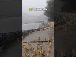 Qué les Pasa a Estos Patos 😨
