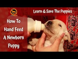 How to hand feed a newborn puppy | Bengali | QDogS
