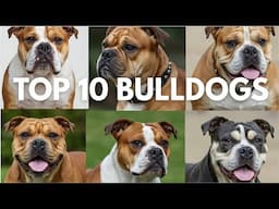 The Ultimate Bulldog Showdown