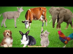Lively Farm Animal Sounds: Dog, Chicken, Duck, Cat, Cow, Goat, Rabbit, Sheep - Animal Video