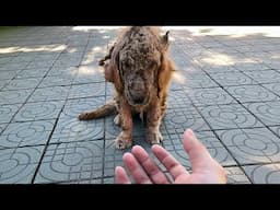 Abandoned dog with ulcerated skin nourished by love from humans transform into a pet golden retrieve