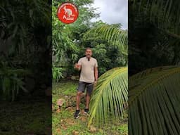ഡിങ്കോ കാരണം പുറത്തിറങ്ങി നടക്കാൻ പറ്റുന്നില്ല #dingo #australiamalayalam