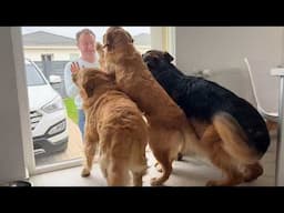 Heartwarming Dog Reunion With Grandparents After So Long! Happiest Dogs Ever!