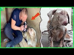 Animals That Asked People for Help & Kindness Caught On Camera! Best of 2025 ! #76