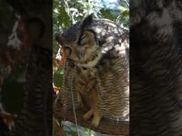 A Quiet Moment with the Great Horned Owl
