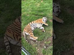 One of Rayn Tiger's FAVORITE afternoon activities is CATNAPPING in the soft grass