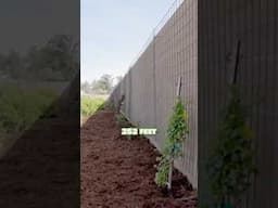 Build a Trellis for Climbing Roses 🌹 😍