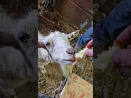 feeding goats #shear #wool #farmlife #farm #farming #ranch #sheep #sheepfarming #goat