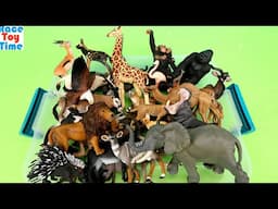 Savanna Dessert and Jungle Animal Figurines Collection