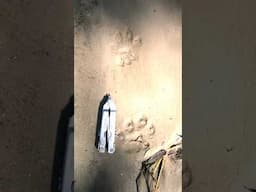 What Florida mammal made these tracks? Part 2