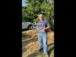 Cherry Orchard Success (on old trees!)