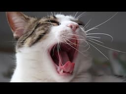 😂 Funniest Cats Videos 😺🐶 || 🥰😹 Hilarious Animal Compilation №686
